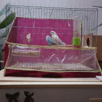 فروش جفت مولد کوتوله برزیلی