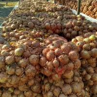 پیاز زرد|عمده‌فروشی|کنگاور, |دیوار