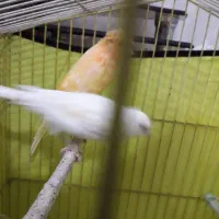 یک‌جفت‌قناری