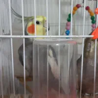 یک جفت عروس هلندی