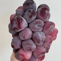 نهالستان پایه کشت بافت