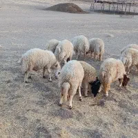 فروش   هشت عدد بره نر|حیوانات مزرعه|ایوان, |دیوار