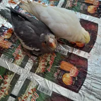 دو عدد عروس هلندی یک ماهه