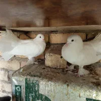 کفتر دم چتری|پرنده|اصفهان, گورت|دیوار