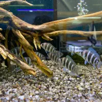 فرانتوسا ۷-۸سانت