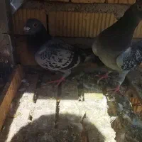 کبوتر پلاکی