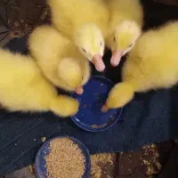 ۶عدد جوجه قوغازلیندایی از نژاد لوکس قبدار دوناف