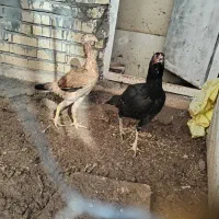 مرغ لاری و خانگی