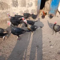 10عدد بوقلمون نر