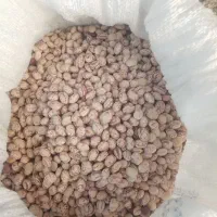 لوبیا چیتی درجه یک بوجاری شده|عمده‌فروشی|درودزن, |دیوار