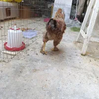 دو عدد خروس برهما|حیوانات مزرعه|تهران, پردیسان|دیوار