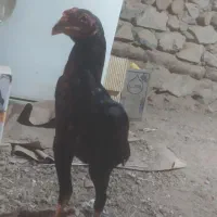 جوجه لاری|حیوانات مزرعه|مریوان, |دیوار