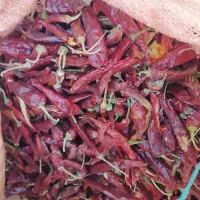 فلفل خشک، فلفل قرمز ، فلفل شاخ بزی، فلفل تند|عمدهفروشی|داراب, |دیوار