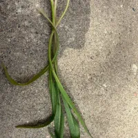 انواع سبزی کوهی چین روزانه