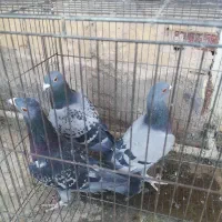 کبوتر پلاکی مسافتی