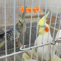 عروس هلندی|پرنده|چناران, |دیوار