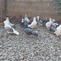 کبوترهای پرشی|پرنده|خان ببین, |دیوار