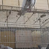 سینه سار سینه هفرنگ نر