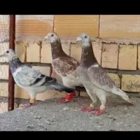 کبوتر کلاغ،گم کردم دیروز تو پاش توپی نارنجی زرد دا