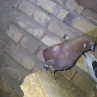 کبوتر ماده تهرانی گمشده
