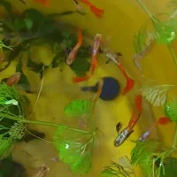 گوپی پوست ماری ، رد اسکارت|ماهی|رشت, کاکتوس|دیوار