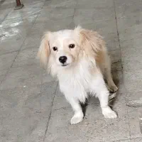 سگ پاکوتاه