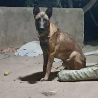 فروش یه قلاده سگ مالینویزیک ساله