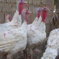 بوقلمون سفید صد درصد طبیعی|حیوانات مزرعه|بانه, |دیوار