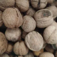 گردوی تازه بدون خرابی مشتری رضایت نداشت مال خودم