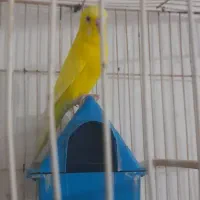 مرغ عشق ماده|پرنده|چناران, |دیوار