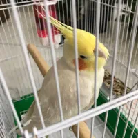 معاوضه عروس هلندی