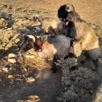 قوچ بختیاری بز میش کهره بره|حیوانات مزرعه|شیراز, شهرک گلها|دیوار