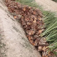 پاجوش نخل استعمران