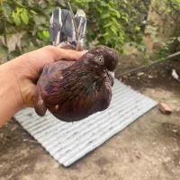 کبوتر نر سرور ۴۰ سانتی