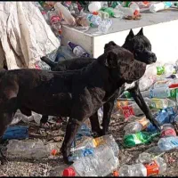 واگذاری توله پیتبول|سگ|ساری, |دیوار