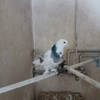 کبوتر پر و سیاه پشت|پرنده|نجف‌آباد, جامی|دیوار