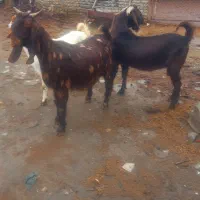 بز افغانی|حیوانات مزرعه|جوکار, |دیوار