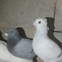 کبوتر جمعی|پرنده|زهک, |دیوار