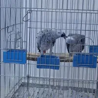 کاسکو جفت مولد واقعی