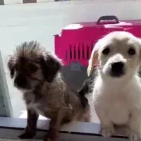 سگ خانگی بسیار تمیز و بی صدا|سگ|پاکدشت, پاکدشت (مامازند)|دیوار