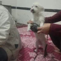 حیوانات خانگی