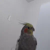 عروس ماده با قفس