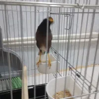 پرنده مینا ناز و دوست داشتنی|پرنده|فردیس, شهرک ناز|دیوار