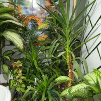 گل های طبیعی زیبا|گل و گیاه طبیعی|دهدشت, |دیوار