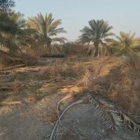 فروش نیم هکتار باغ و زمین کشاورزی رودان برنطین|فروش زمین و ملک کلنگی|رودان, |دیوار