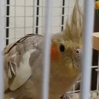 طوطی عروس هلندی آهویی|پرنده|ساری, |دیوار