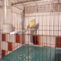 فنج مولد قناری ماده زرد اماده مست