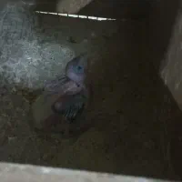 عروس هلندی با جوجه|پرنده|پاکدشت, پاکدشت (مامازند)|دیوار