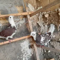 کفتر درجه یک ضمانتی|پرنده|رباط‌کریم, انجم آباد|دیوار