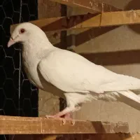 کفتر کبوتر مسافتی|پرنده|رودهن, |دیوار